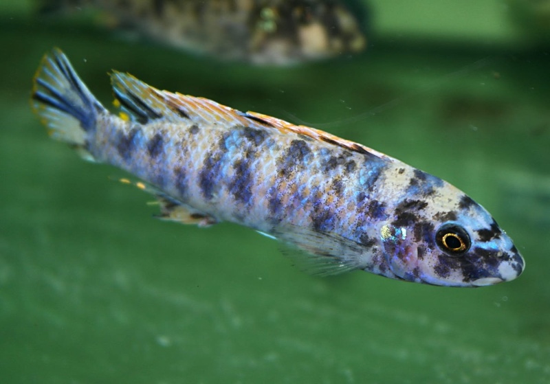 Labeotropheus trewavasae 'Higga Reef'